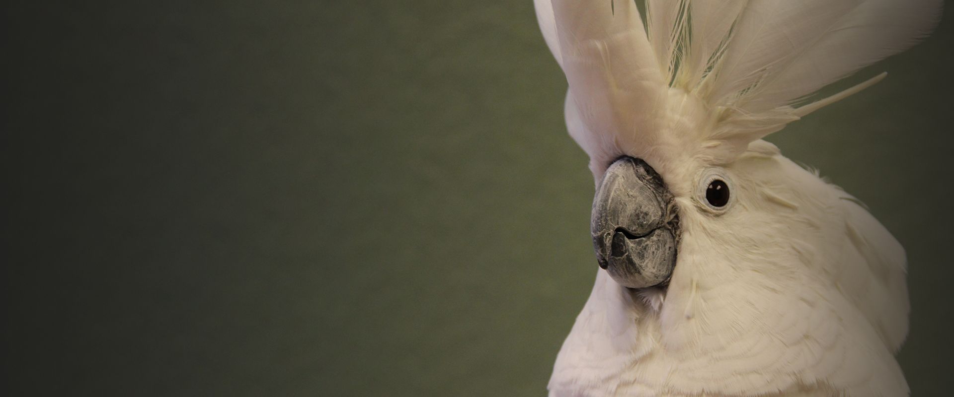 white cockatoo close up