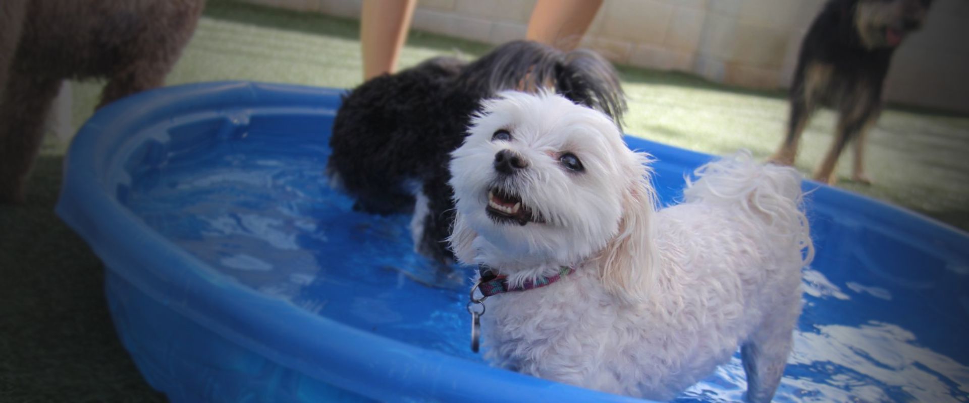 furry white dog playing on a small pool
