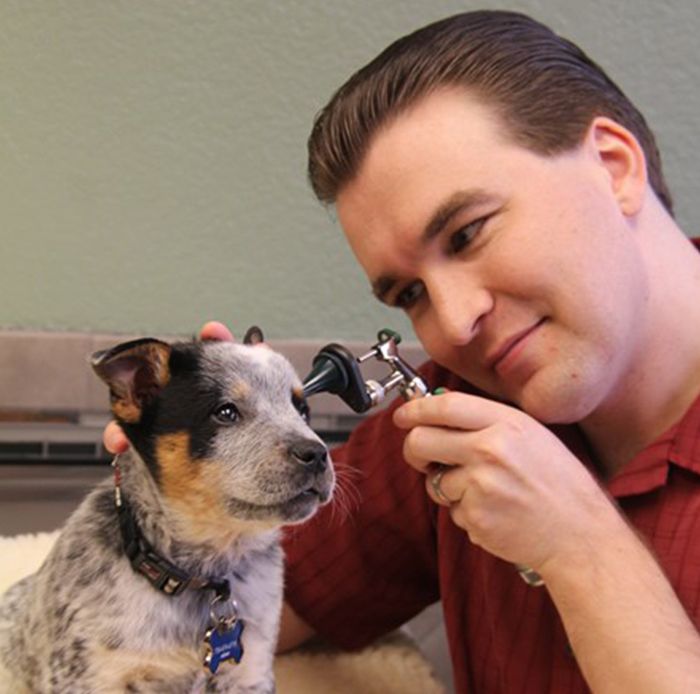 doctor benjamin savard checking the ear of a border collie puppy