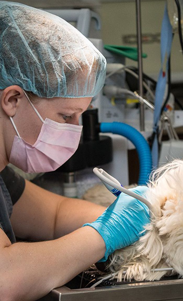 veterinarian performing dental cleaning on dog at raintree pet medical center