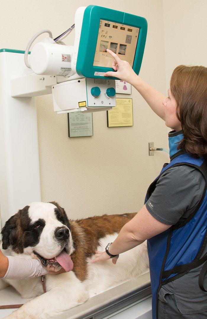 nurse performing digital x-rays on saint bernard dog at raintree pet medical center