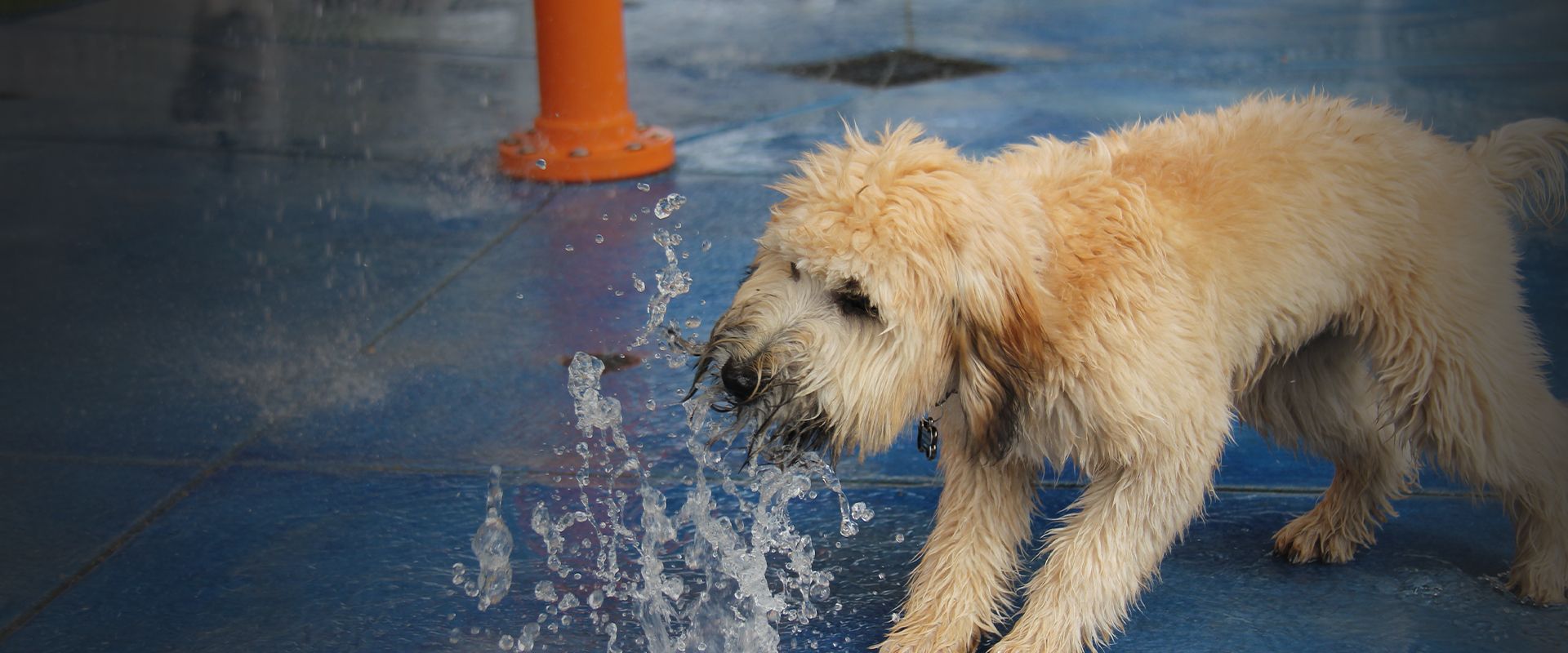 furry dog playing in the fountain at raintree pet resort