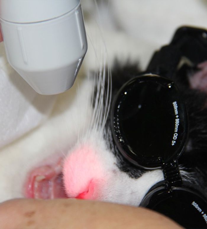 cat receiving laser therapy on his mouth at raintree pet medical center