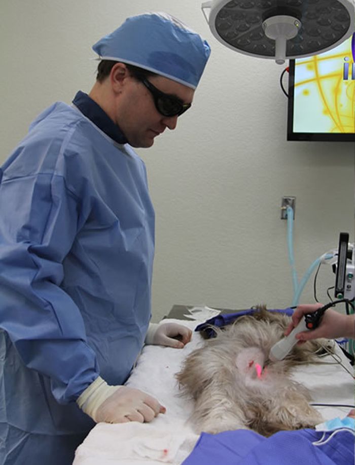 doctor benjamin savard supervising dog laser therapy at raintree pet medical center