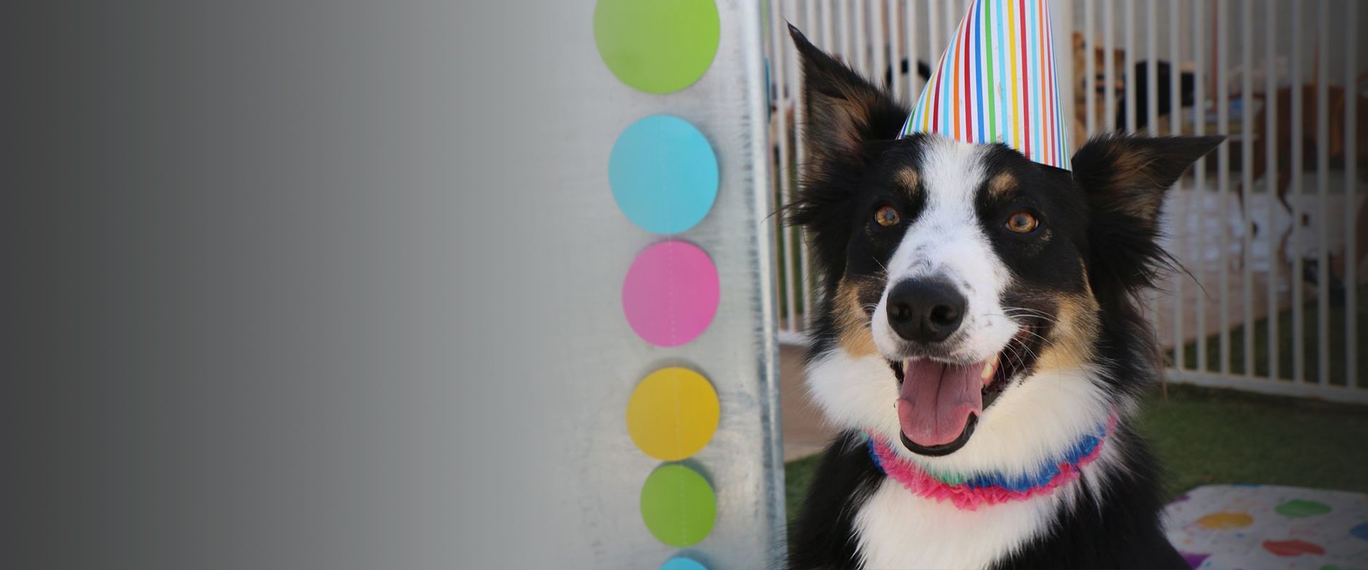 dog celebrating his birthday at raintree pet resort