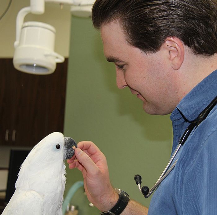 doctor savard feeding a white cockatoo