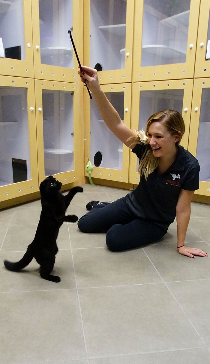 raintree pet employee playing with a black cat