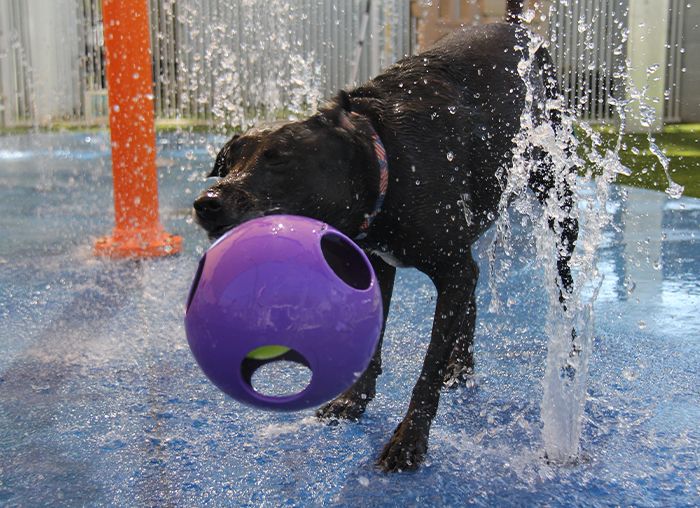 big black dog playing with a ball on the water