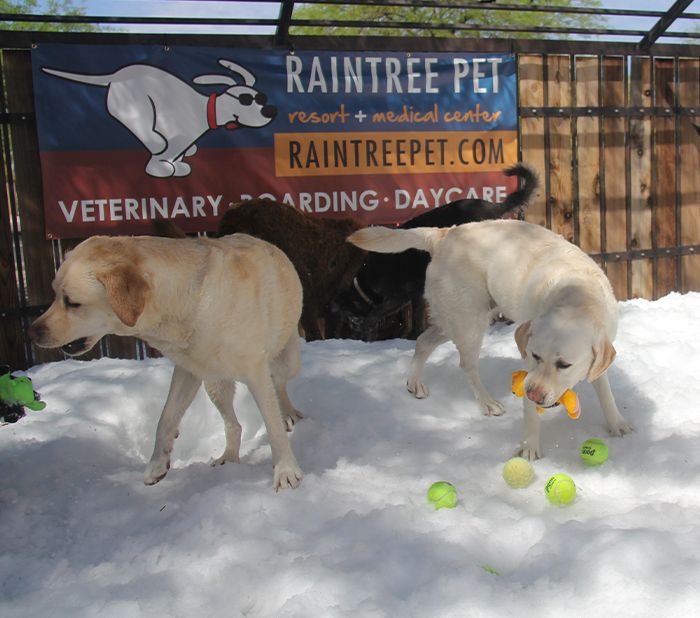 dogs playing on the snow at raintree pet resort