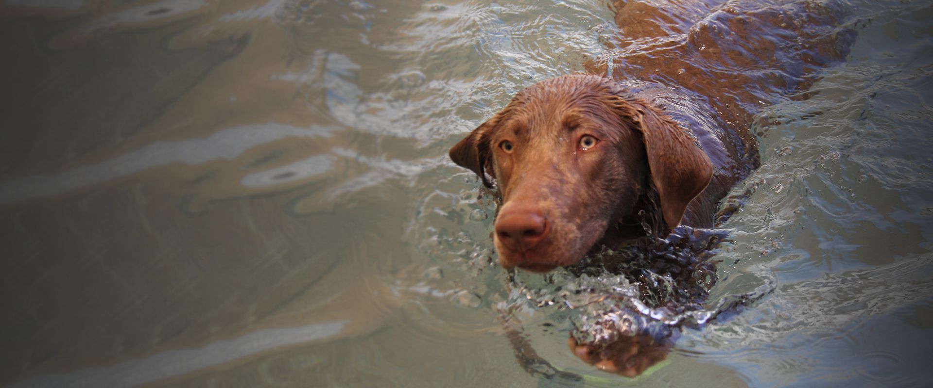 big brown dog swimming on the pool at raintree pet resort