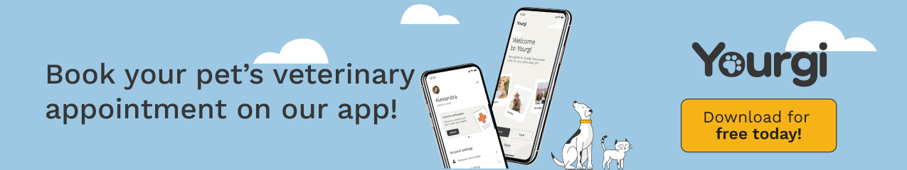 Meet our new app, Yourgi